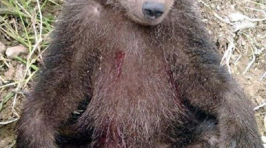 Tokat&rsquo;Ta Yaralı Yavru Ayı Tedavi Edilip Doğaya Bırakıldı