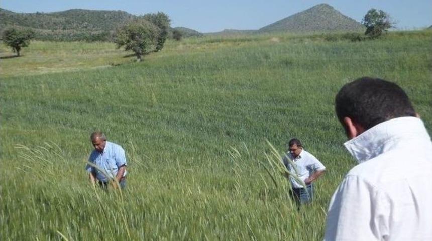 Beyşehir&rsquo;de Ekili Alanlara 43 Bin Parazitoit Bırakıldı