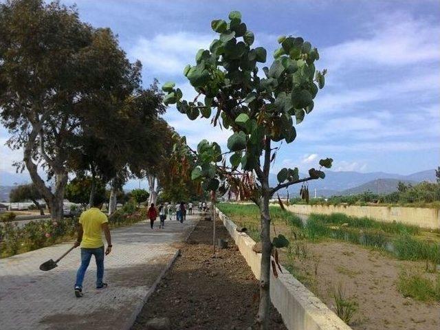 Kumluca Myo Öğrencileri, Yürüyüş Yolunu Çiçeklendirdi