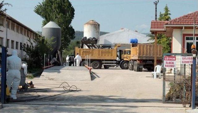 Kanatlı Kabus Bursa’ya Sıçradı, On Binlerce Tavuk İtlaf Edildi...(özel Haber)