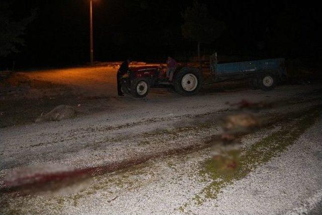 Manisa&rsquo;da Koyun S&uuml;r&uuml;s&uuml;ne &Ccedil;arpan Otomobil 18 Koyunu Telef Etti 1