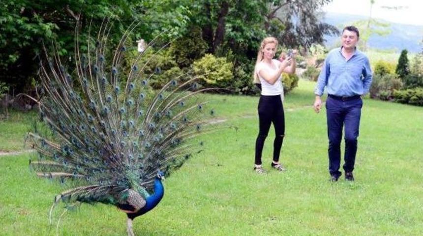 Doğapark'ta Tavus Kuşlarının G&ouml;rsel Ş&ouml;leni