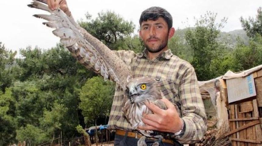 Ormanda Bulduğu Yaralı Şahini Tedavi Etmeye &Ccedil;alışıyor