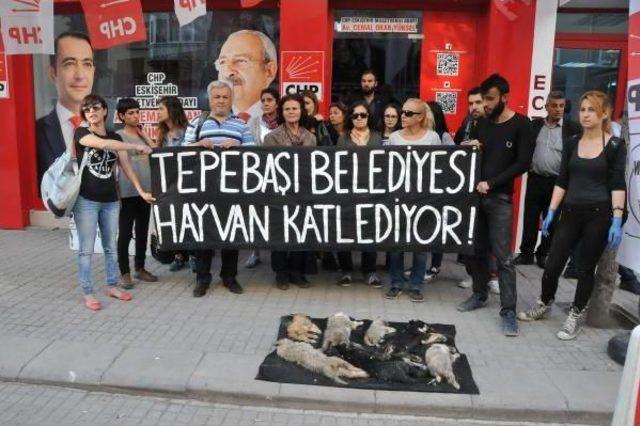 Köpek Leşleriyle Belediye Protestosu