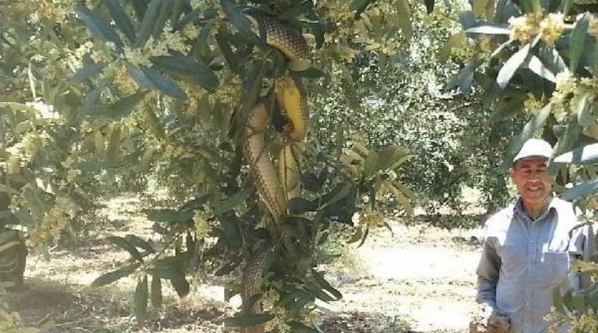 Berat Kandili Yılanın Hayatını Kurtardı