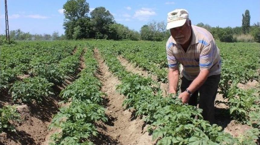 Edirne&rsquo;de Tarlalar Kumla Kaplanınca, &Uuml;reticiler Alternatif &Uuml;r&uuml;nlere Y&ouml;neldi