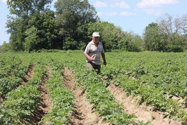 Edirne’de Tarlalar Kumla Kaplanınca, Üreticiler Alternatif Ürünlere Yöneldi