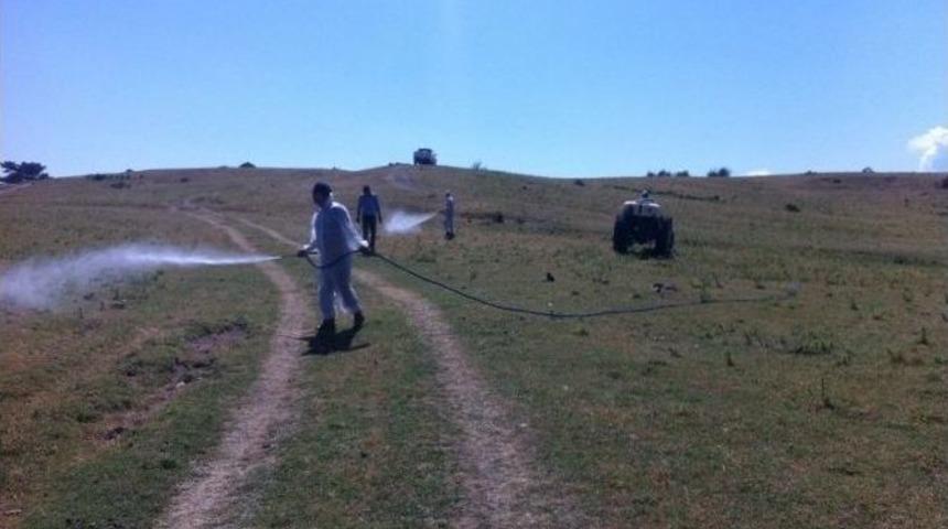 Havran&rsquo;da &Ccedil;ekirge Alarmı