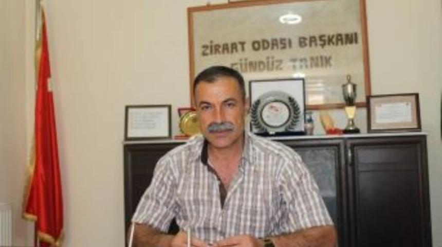 Tahılda Y&uuml;ksek Bir Rekolte Bekleniyor