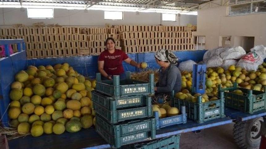 Kırıkhan&rsquo;da Sezonun İlk Kavun Hasadı Yapıldı