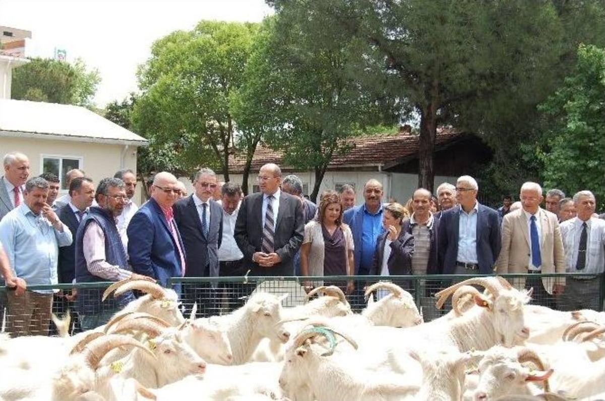 21 &Uuml;reticiye, 51 Saanen Tekesi