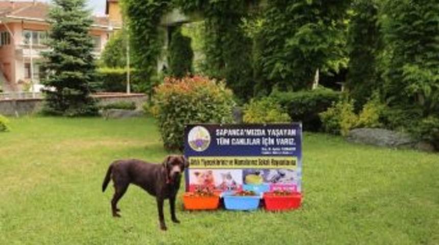 Sapanca&rsquo;da Artık Onlar İ&ccedil;inde Bir Kap Yemek Ve Su Var