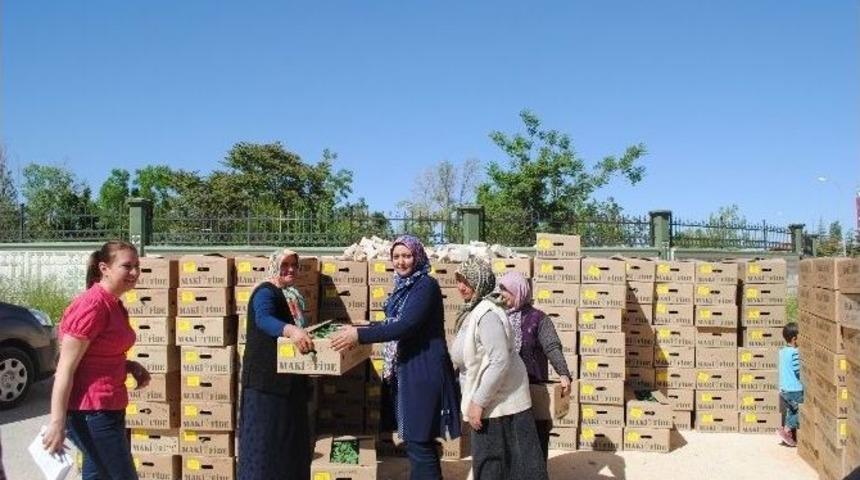 Karaman&rsquo;da Sebze Kurutma Projesi Kapsamında 160 Bin Fide Dağıtıldı