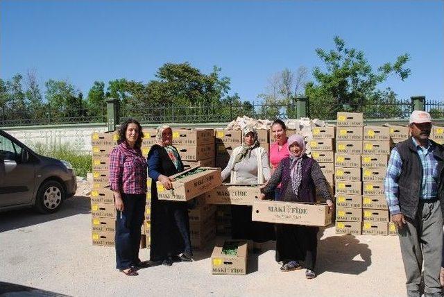 Karaman’da Sebze Kurutma Projesi Kapsamında 160 Bin Fide Dağıtıldı