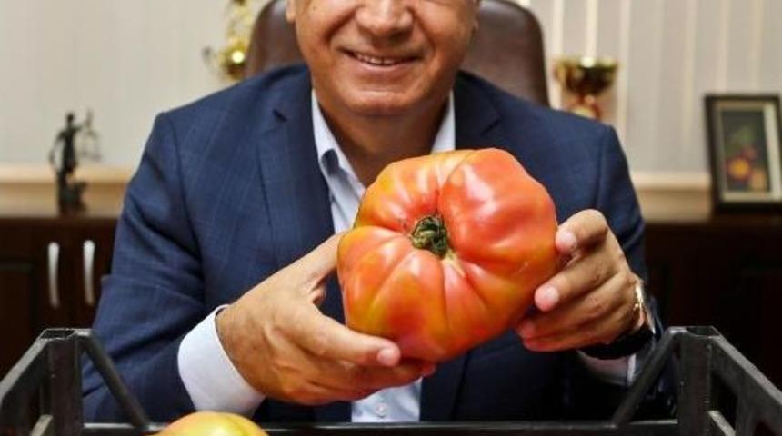 Dev Domatesler Elde Kaldı