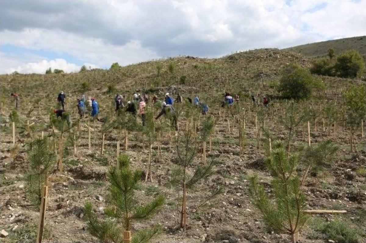 Aski&rsquo;den "her Aboneye Bir Fidan" Kampanyası