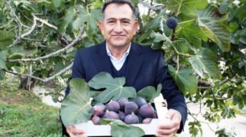 Siyah İncir 30 Milyon Dolar Kazandırdı