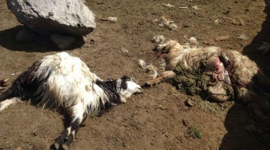 Eleşkirt&rsquo;te Kurt Saldırısı