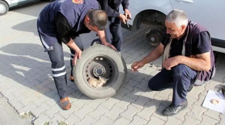 Otomobil Tekerindeki Yavru Kedi Kurtarıldı
