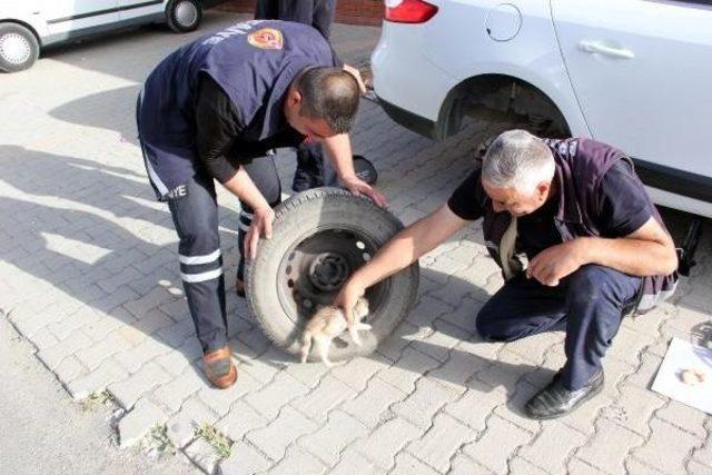 Otomobil Tekerindeki Yavru Kedi Kurtarıldı