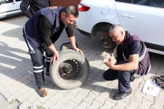 Otomobil Tekerindeki Yavru Kedi Kurtarıldı