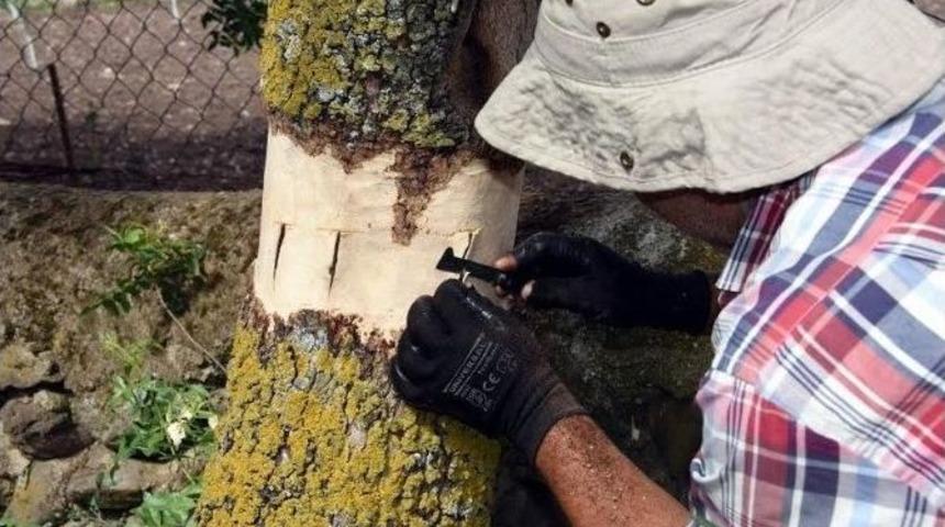 Aliağa&rsquo;da Menengi&ccedil; Ağa&ccedil;larına Antep Fıstığı Aşısı