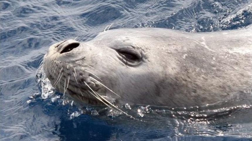 D&uuml;nyada 600 Tane, Birisi Akyaka&rsquo;da