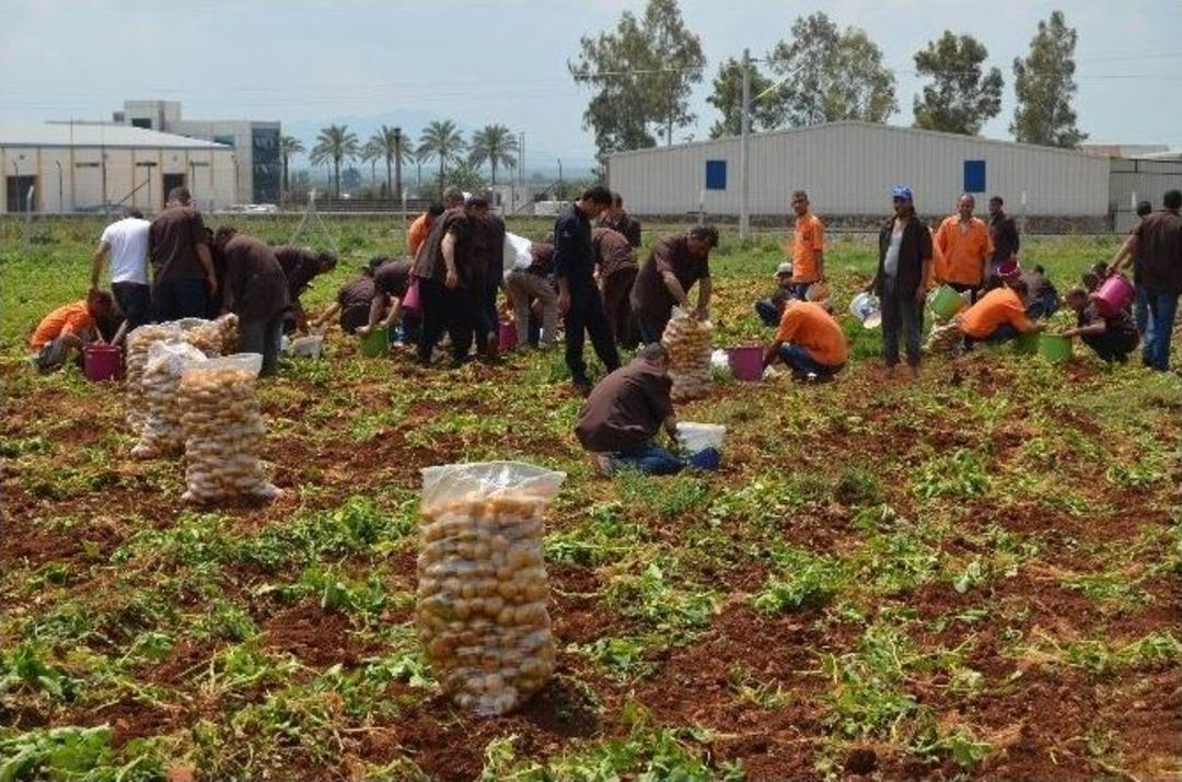 H&uuml;k&uuml;ml&uuml;ler 60 Ton Patates &Uuml;retti