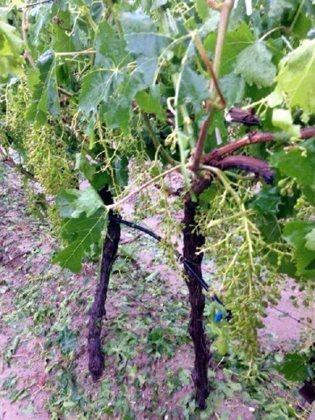 Bağları Yağmur Ve Dolu Vurdu 1