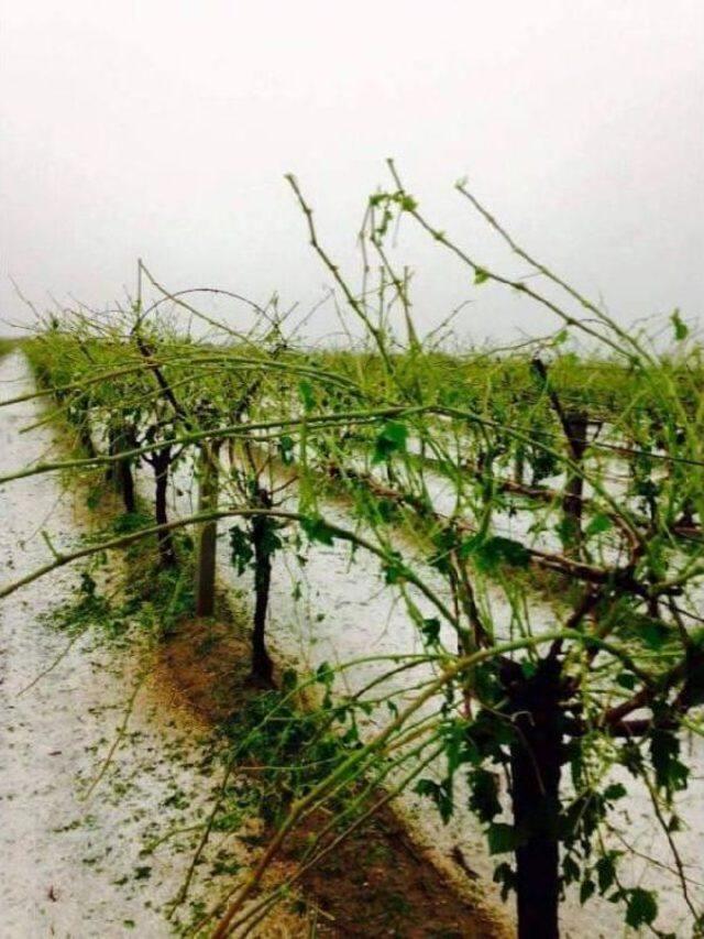 Bağları Yağmur Ve Dolu Vurdu 2