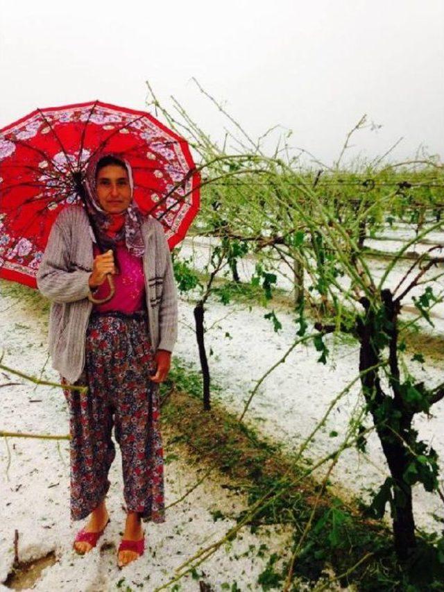 Bağları Yağmur Ve Dolu Vurdu 3