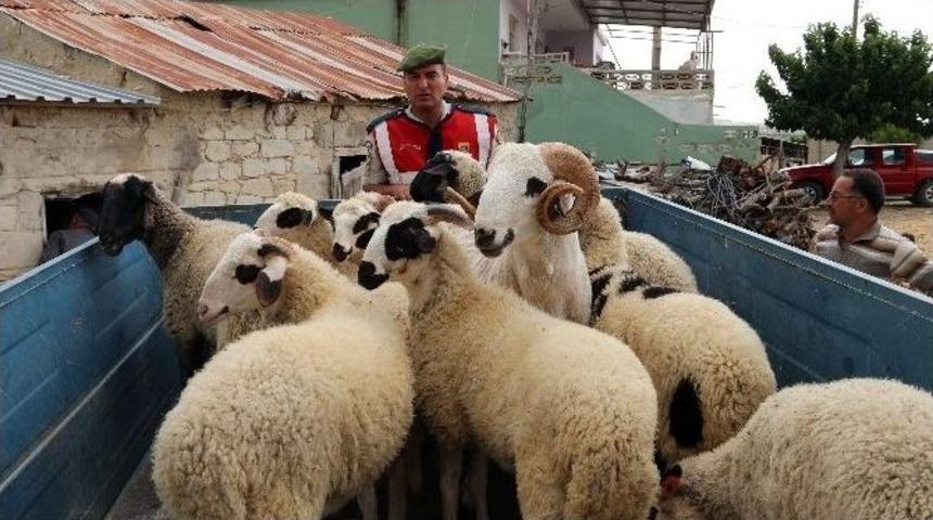 Koyun Hırsızları Tutuklandı