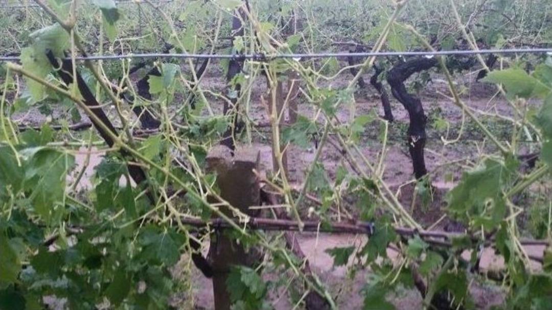 Sarıg&ouml;l&rsquo;de Dolu &Uuml;z&uuml;m Bağlarında Zarara Yol A&ccedil;tı