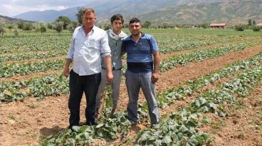 Soğuk Hava Salatalıkta Verimi D&uuml;ş&uuml;rd&uuml;, &Uuml;reticiyi &Uuml;zd&uuml;