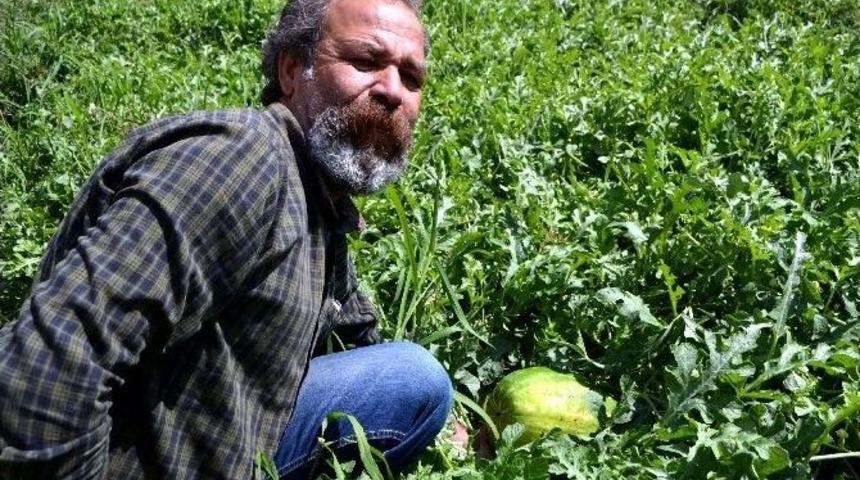 Yağışın Etkilediği Kisir Karpuzu 10 G&uuml;n Sonra Tezgahta