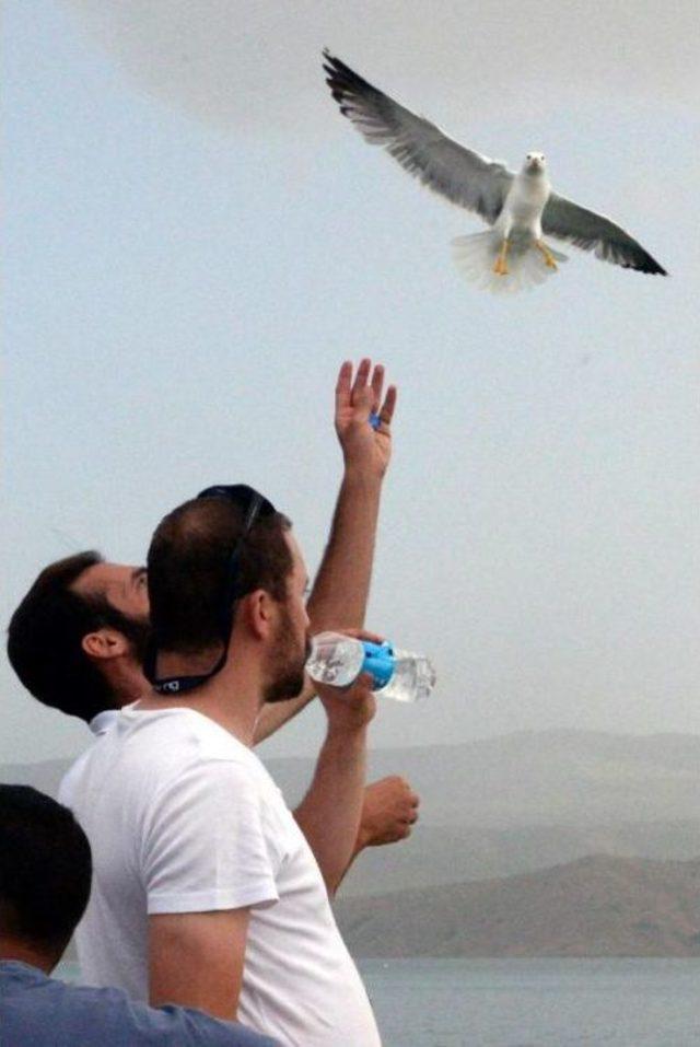 Keban Baraj G&ouml;l&uuml; nde Feribottan Martılara Simit 1