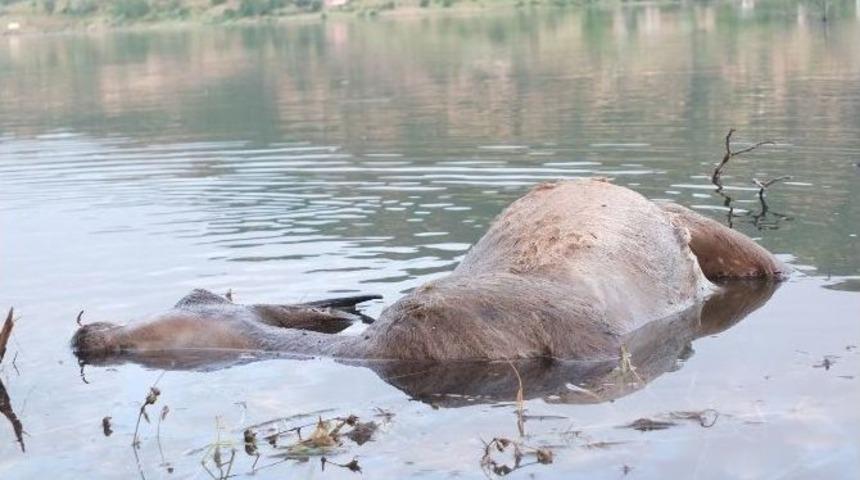 Baraj, Yaban Hayatını Da Etkilemeye Başladı