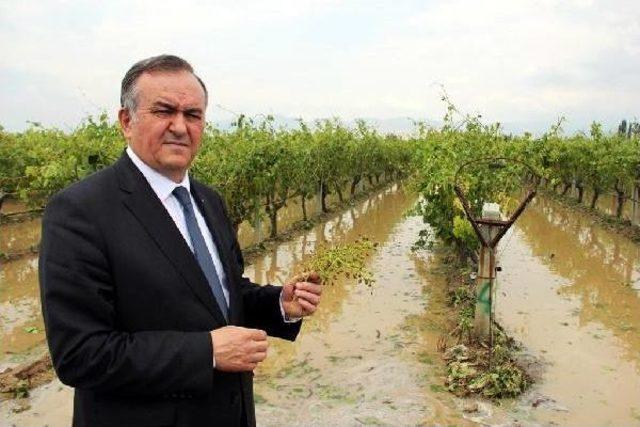 Bağları Yağmur Ve Dolu Vurdu (2) 1