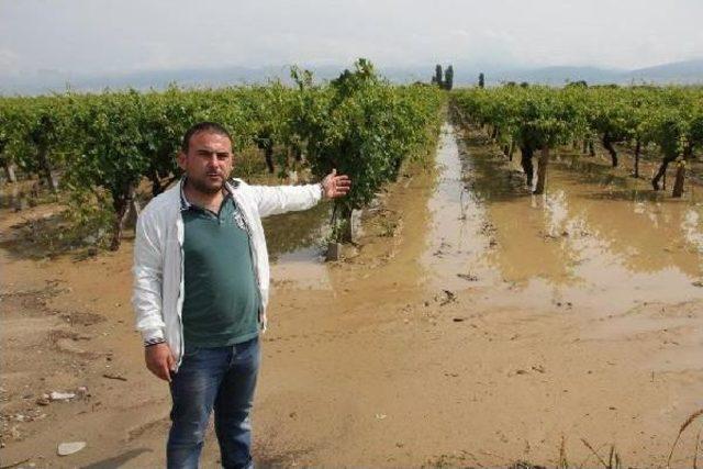 Bağları Yağmur Ve Dolu Vurdu (2) 3