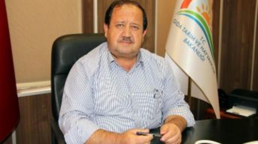 Samsun&rsquo;da 154 Bin 22 Hayvana Kene İlacı Yapıldı