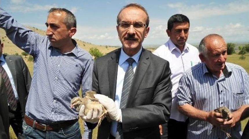 Uşak’ta Kınalı Keklikler Doğaya Bırakıldı