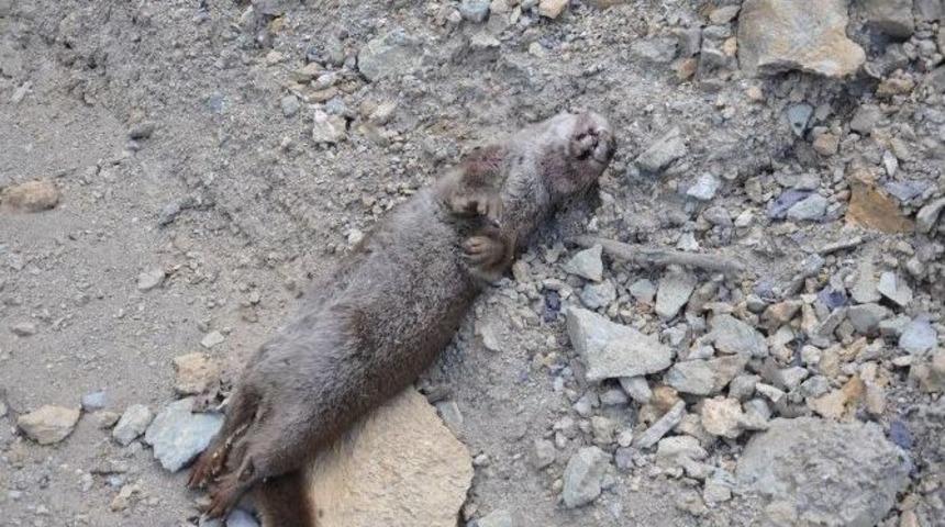 Su Samuru Kaza Kurbanı