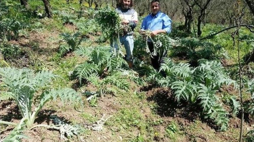 Mudanya Enginarı Sofraların G&ouml;z Bebeği