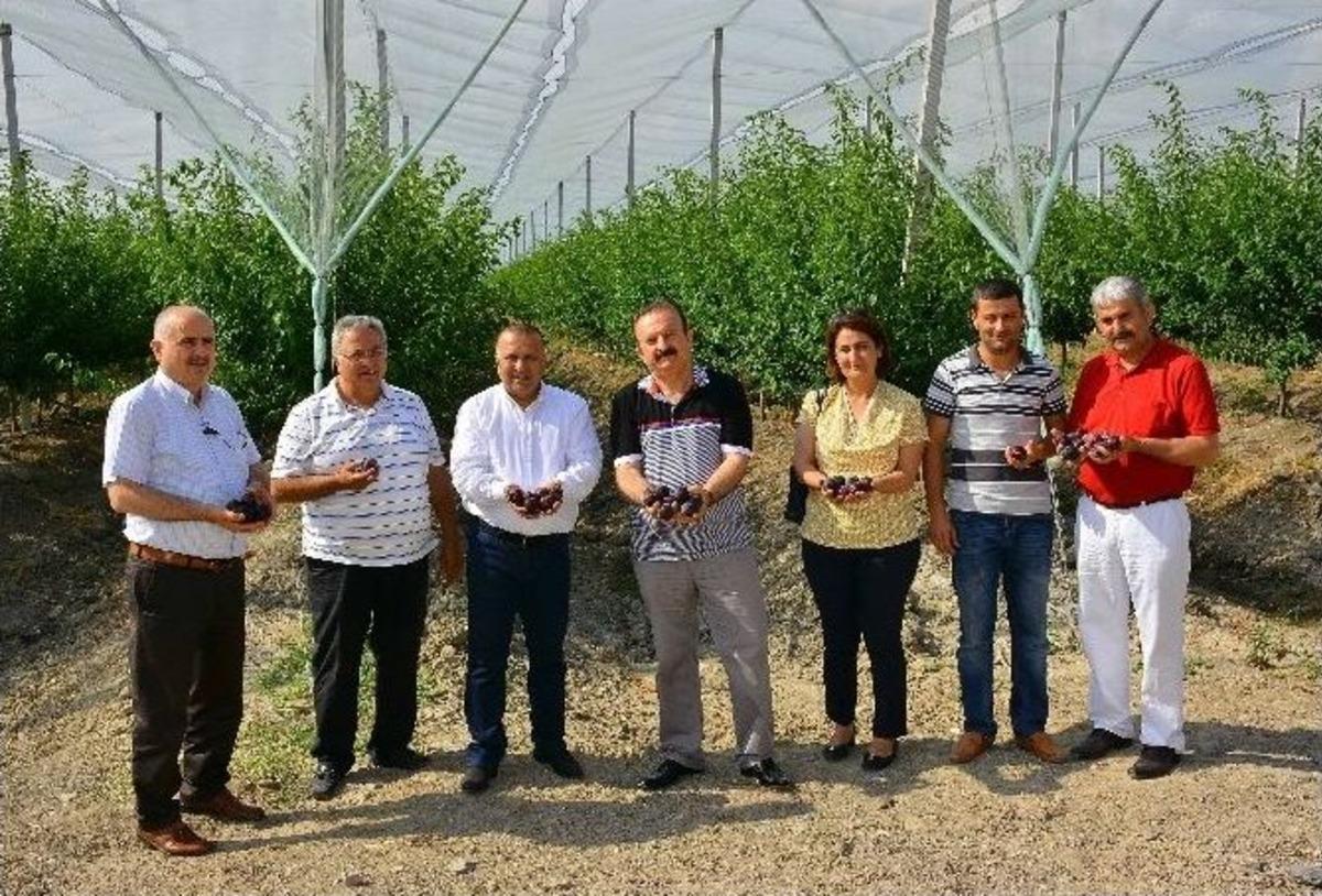 Manavgat&rsquo;ta &Ouml;rnek Meyve Bah&ccedil;esi