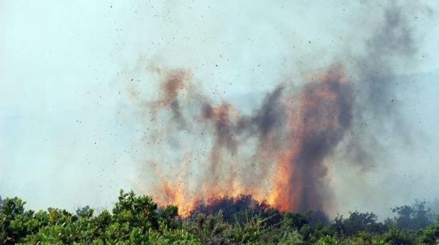 Didim&rsquo;de 40 Dekar Makilik Alan K&uuml;l Oldu