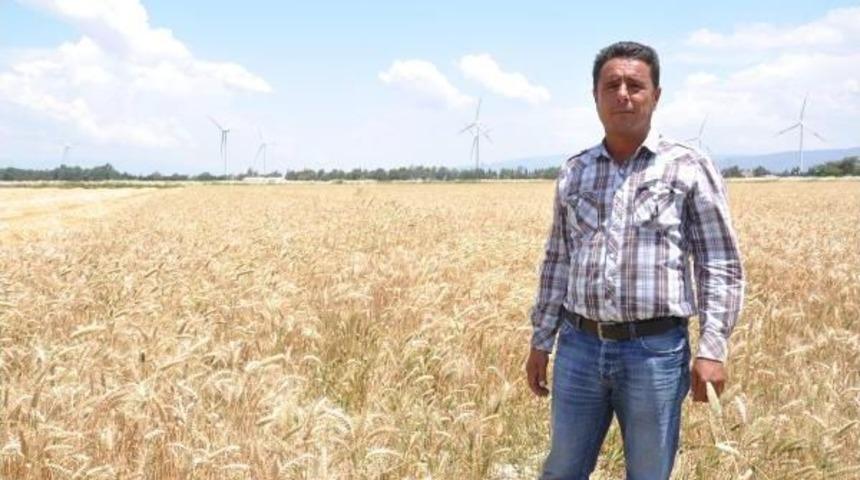 S&ouml;keli Buğday &Uuml;reticisi En Verimsiz Sezonlarından Birini Yaşıyor
