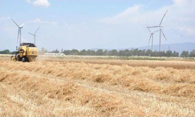 S&ouml;keli Buğday &Uuml;reticisi En Verimsiz Sezonlarından Birini Yaşıyor 2