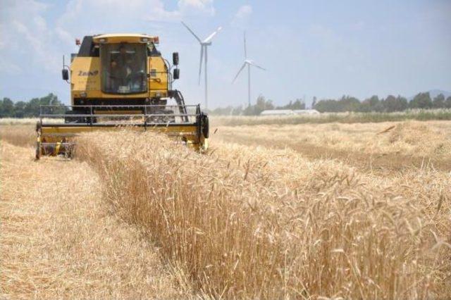S&ouml;keli Buğday &Uuml;reticisi En Verimsiz Sezonlarından Birini Yaşıyor 3