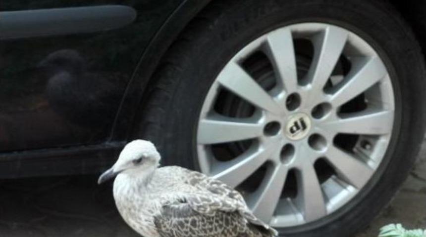 Caddede Korkusuz Martı