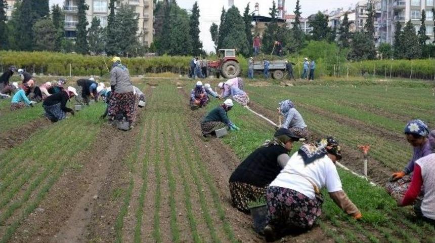 Aydın İşkur&rsquo;dan 5000 Kişiye İş İmkanı